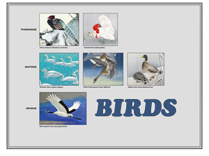 Birds